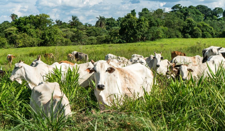 A melhoria da alimentação dos animais é uma prática que contribui para a geração dos créditos. - Foto: Arquivo/ CBN-CG