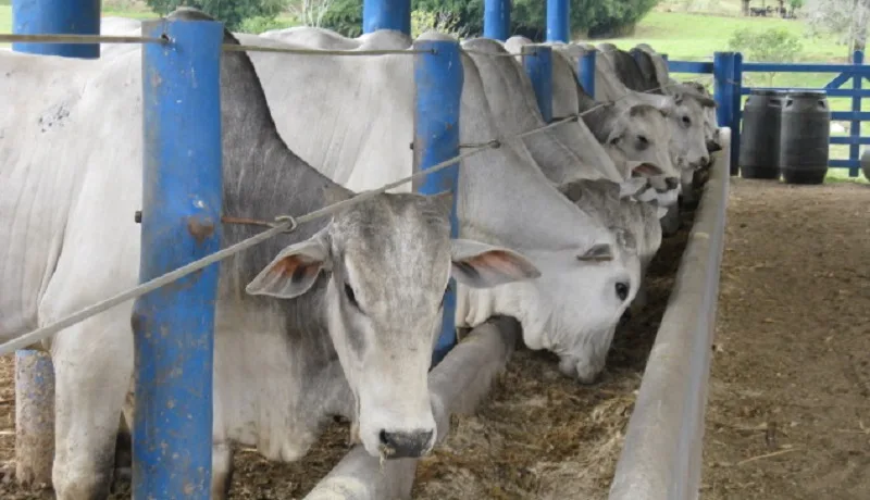 Projeções contribuem para o aperfeiçoamento no confinamento - Foto: Reprodução/ Revista Agrícola