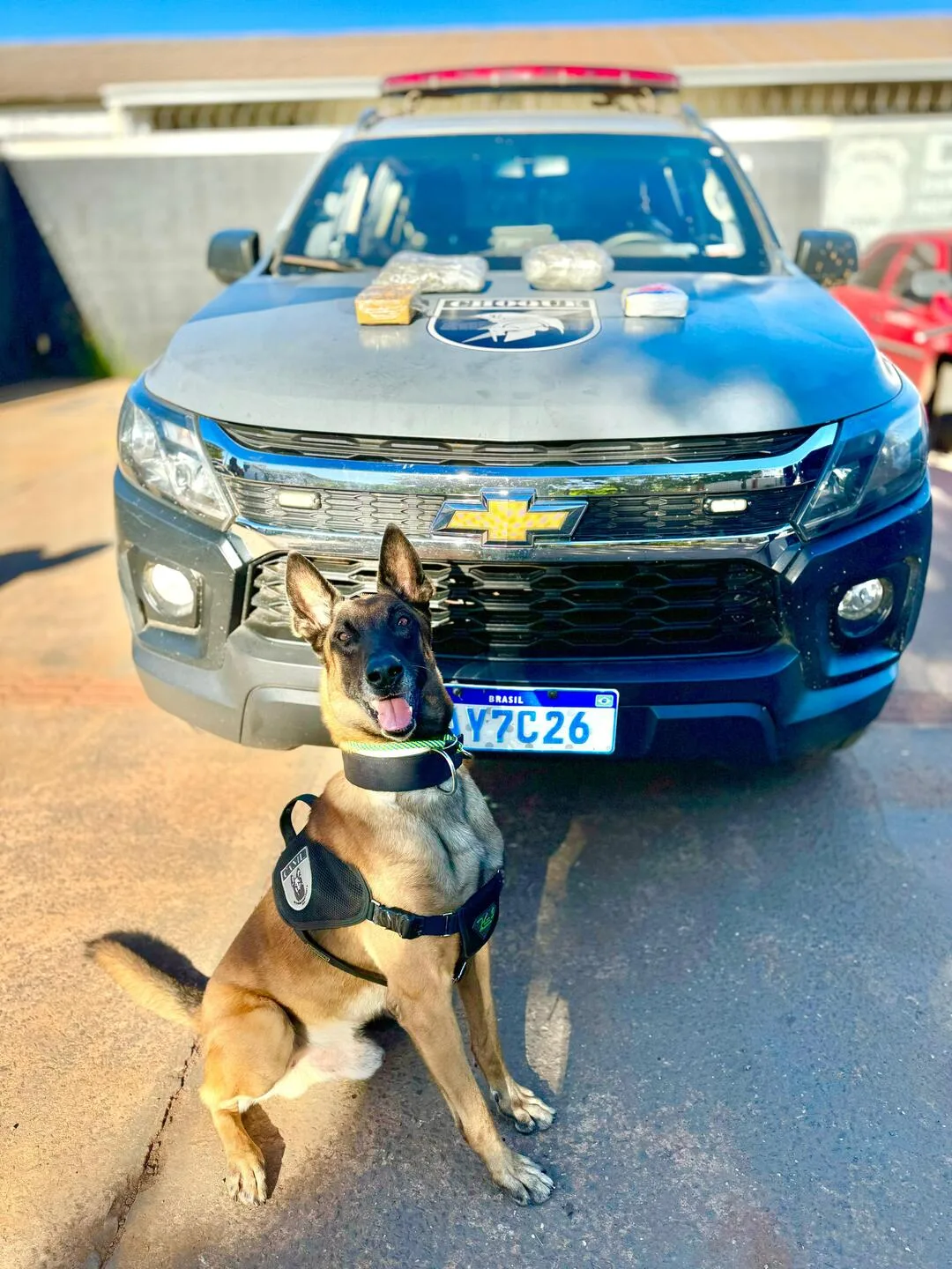 Cão farejador Alok ajudou na apreensão das drogas - Foto: Divulgação/BPMChoque