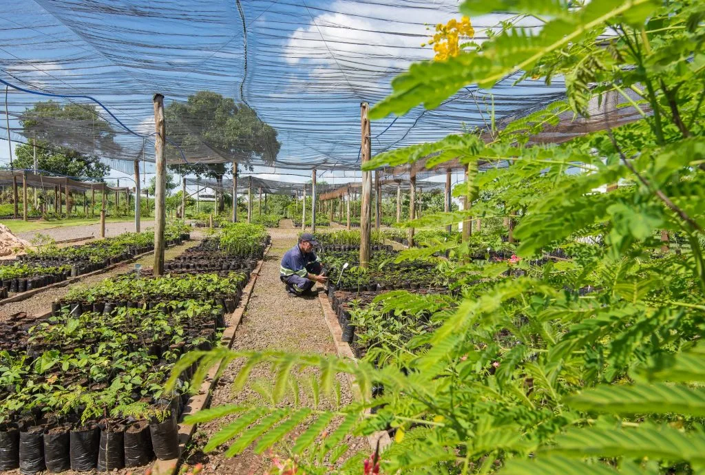 Em 14 anos de existência, mais de 600 mil mudas foram produzidas e doadas pelo viveiro de mudas Isaac de Oliveira - Foto: Divulgação/Águas Guariroba