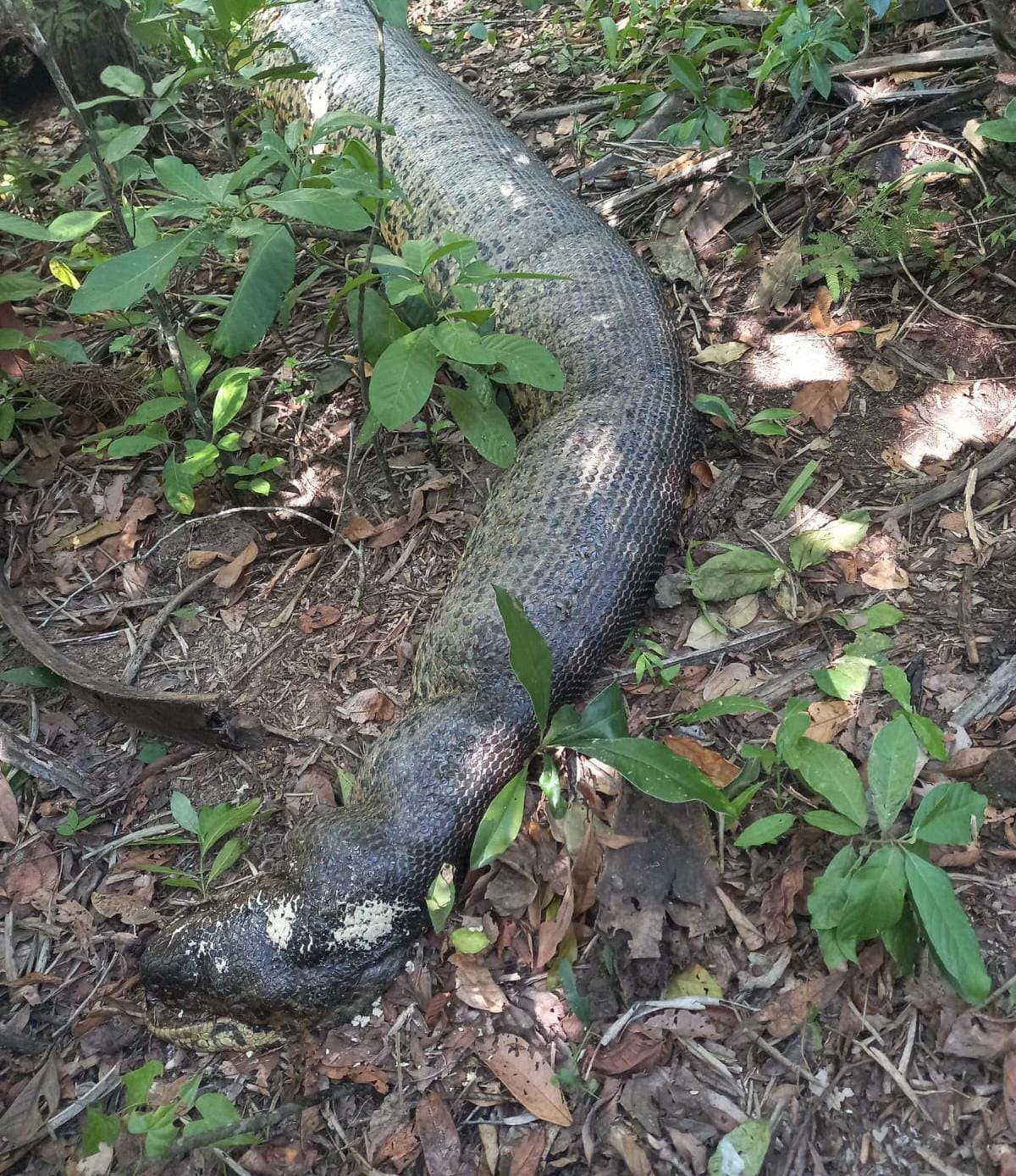 Morte de animal em Bonito causou comoção generalizada no país - Foto: Divulgação/PMA