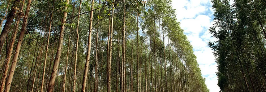 Região leste do estado é um dos destaques do cultivo - Foto: Reprodução/ CNA