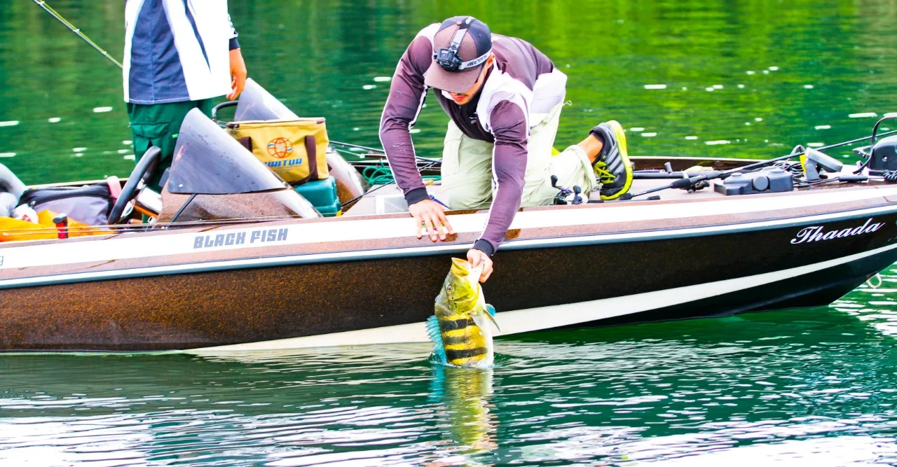 Tucunaré sendo devolvido ao rio durante pesca esportiva - Foto: Reprodução/Governo de MS