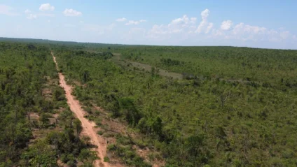Em MS serão conectados 35 mil hectares de vegetação nativa no Cerrado - Foto: Divulgação/Suzano