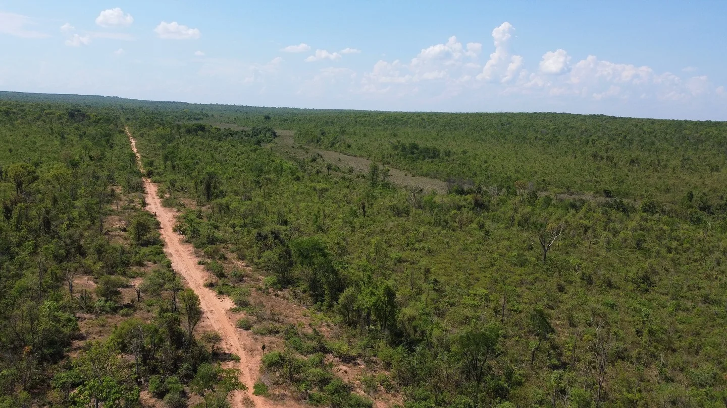 Em MS serão conectados 35 mil hectares de vegetação nativa no Cerrado - Foto: Divulgação/Suzano