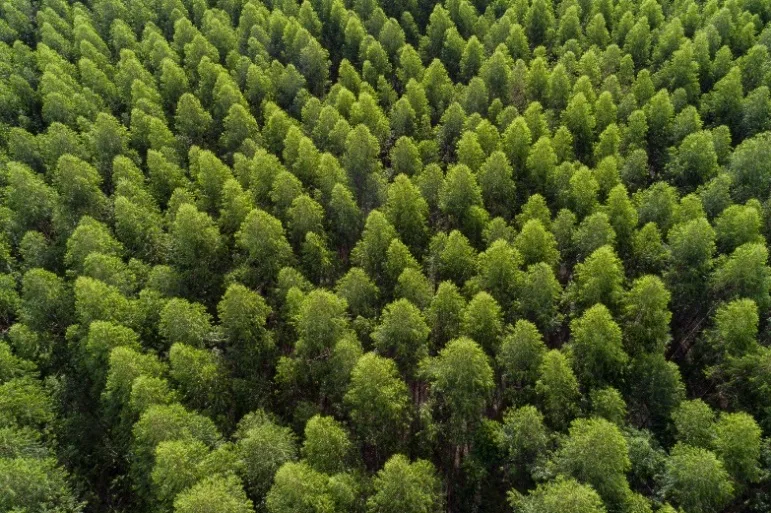 As vagas são destinadas para a atividade florestal da Arauco. - Foto: Divulgação/Assessoria