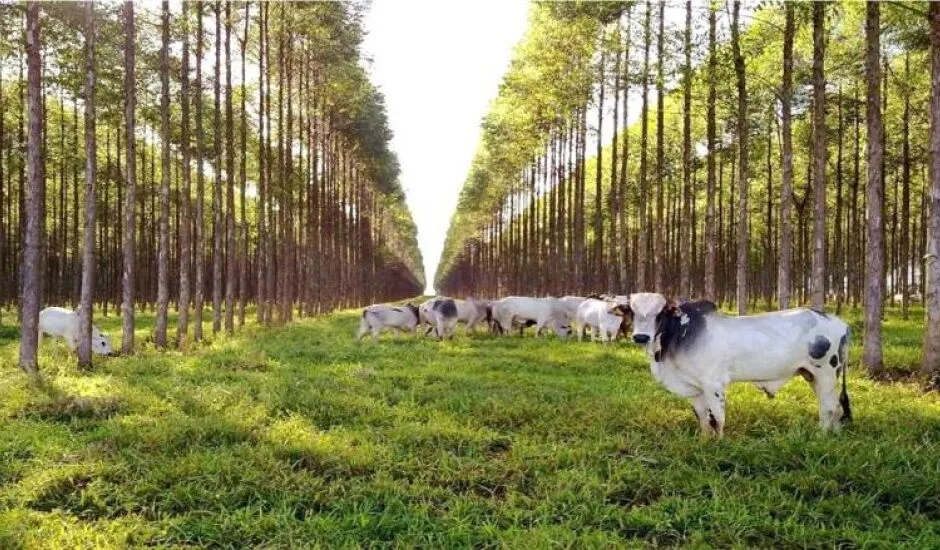 Ministério da Agricultura informou que os produtores rurais têm enfrentado dificuldades com a queda no preço - Divulgação