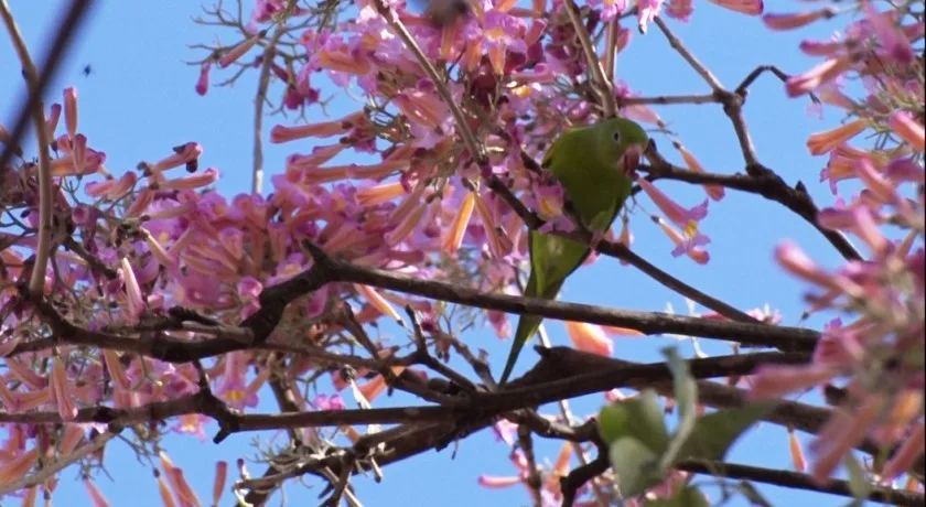 Florada de ipês é típico nessa época do ano, em Três Lagoas. - Foto: Arquivo/JPNews