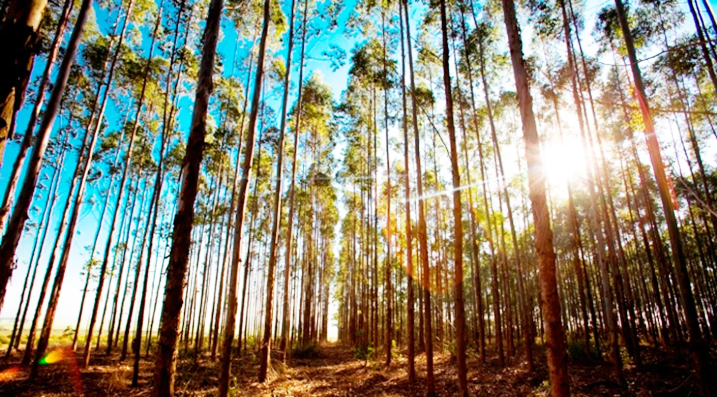 Base florestal é o coração de uma indústria de celulose em Mato Grosso do Sul. - Foto: Divulgação