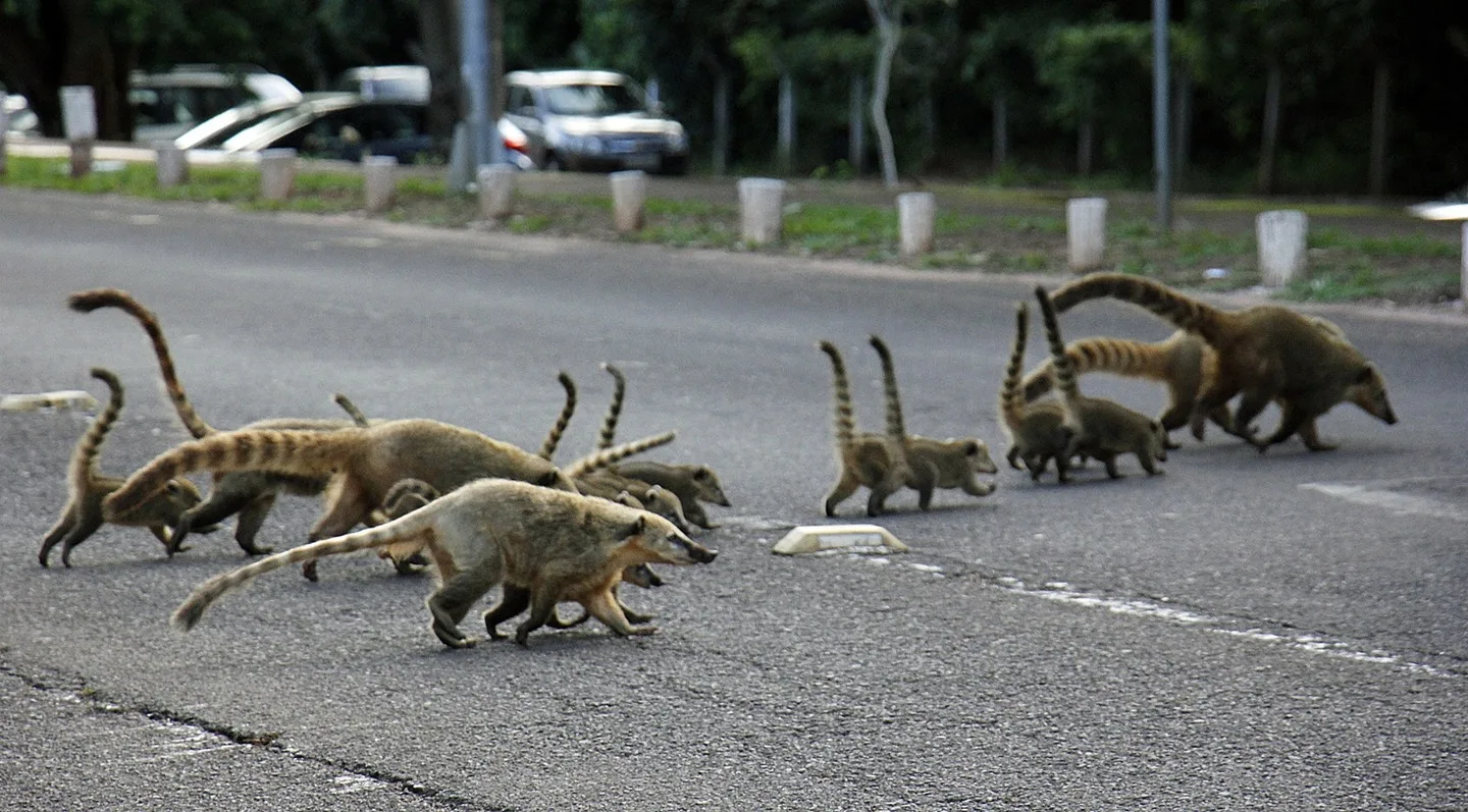 Com expansão urbana, animais silvestres têm marcado presença nas cidades - Foto: Reprodução/Semadesc