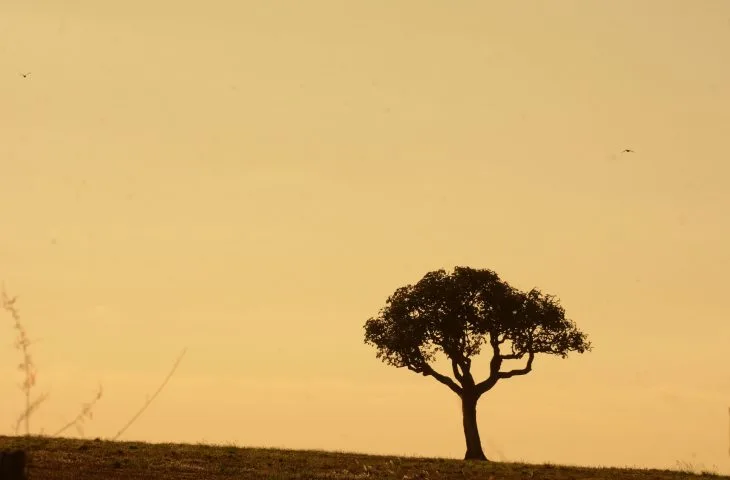 O dia deve seguir sem chuva em Mato Grosso do Sul. - Foto: Reprodução/ Governo de MS