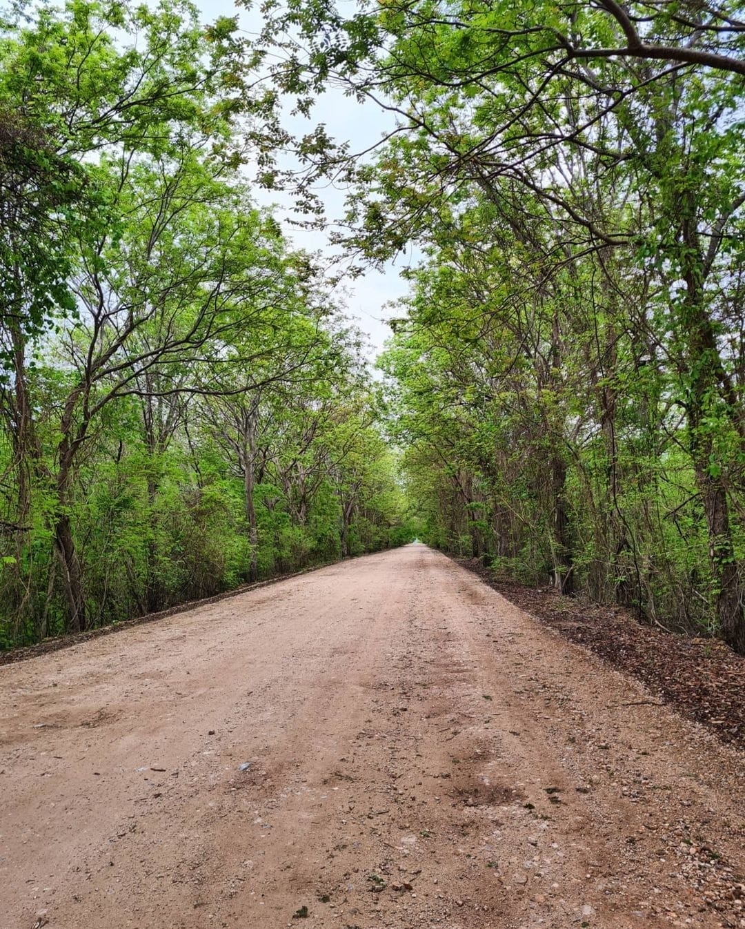 Mulher estava na região da Estrada da Codrasa, APA Baía Negra - Foto: Viviane Amorim