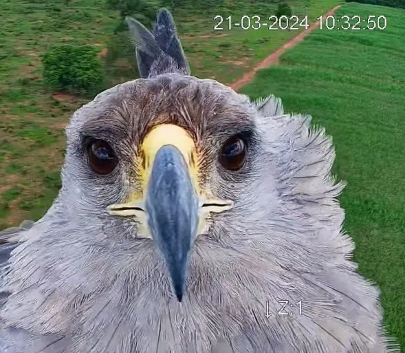 Ameaçada de extinção, aves têm sido registradas por meio das torres de monitoramento de combate a incêndios florestais - Foto: Divulgação/assessoria