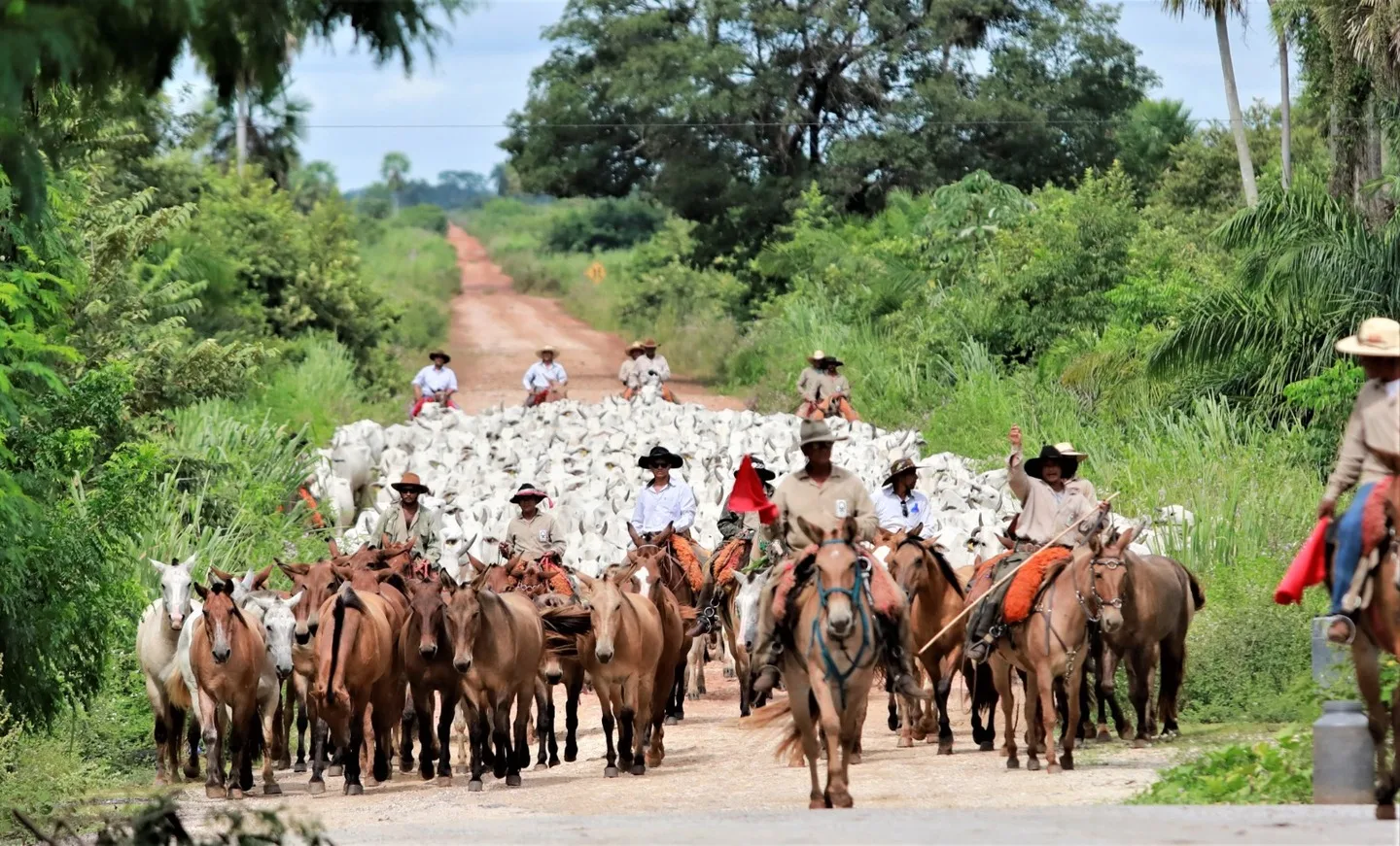 Boiada no município de Miranda, região oeste do estado - Foto: Saul Schramm