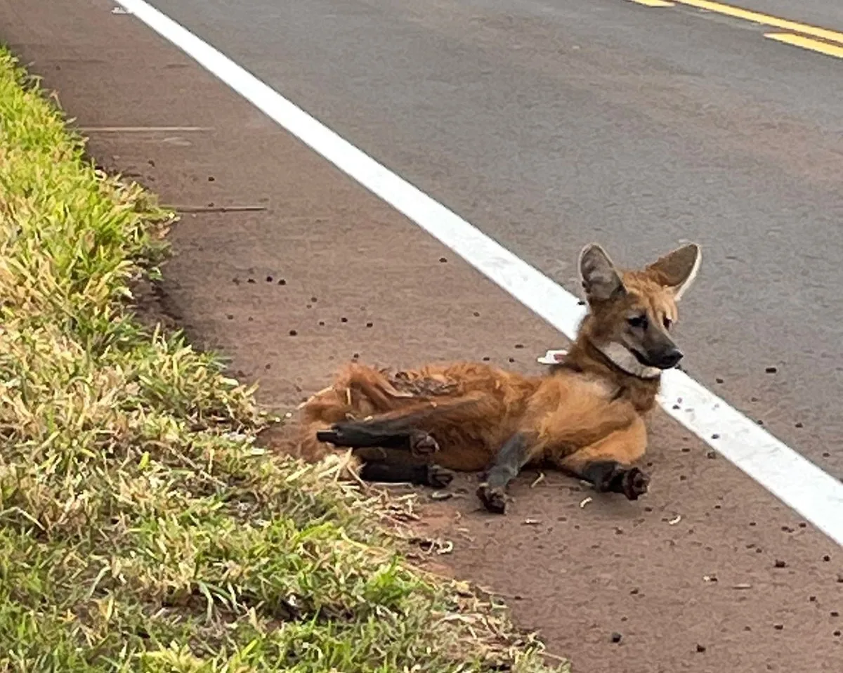 Animal apresentava ferimentos graves e mobilidade limitada - Divulgação/Polícia Militar de Mato Grosso do Sul