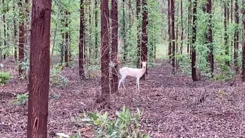 O veado albino encontrado em florestas em Três Lagoas desempenha um papel importante como "engenheiros" do ecossistema. - Foto: Divulgação