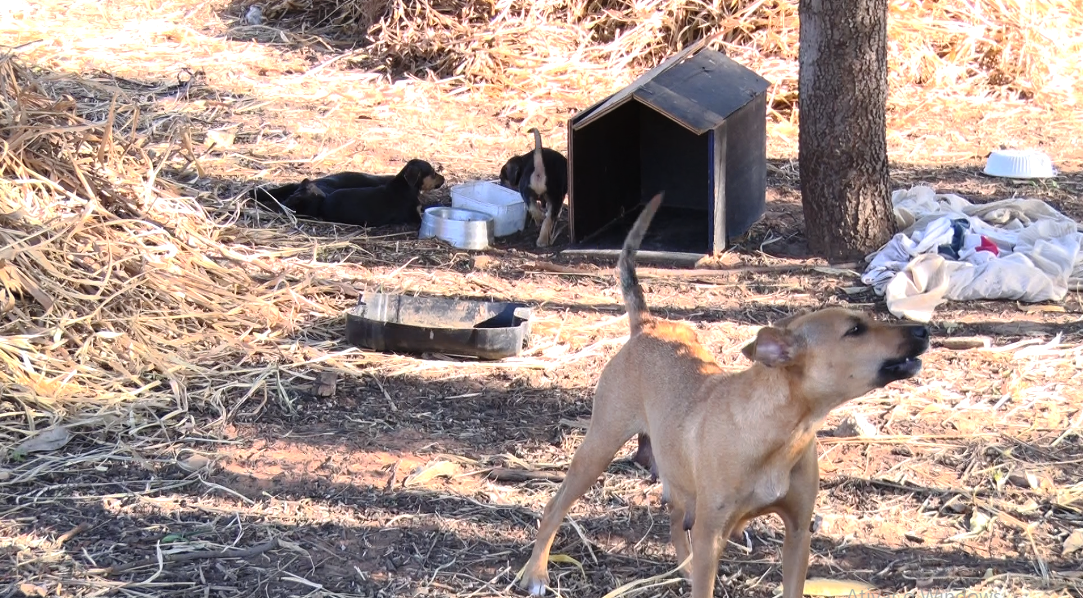 A cachorrinha e os filhotes estão em um terreno baldio em uma pequena caixa de papelão. - Foto: Reprodução/TVC