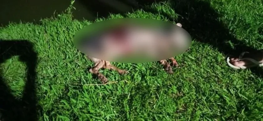 Cachorro morre após ataque de capivaras, na Lagoa Maior, em Três Lagoas. - Foto: Divulgação/JPNews