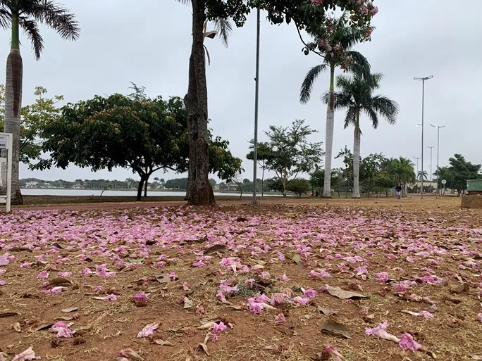 A massa de ar frio de origem polar que atua no estado e, em diversas regiões do país, deverá permanecer ao longo da semana, com manhãs e noites mais geladas. - Foto: Alfredo Neto/JPNews