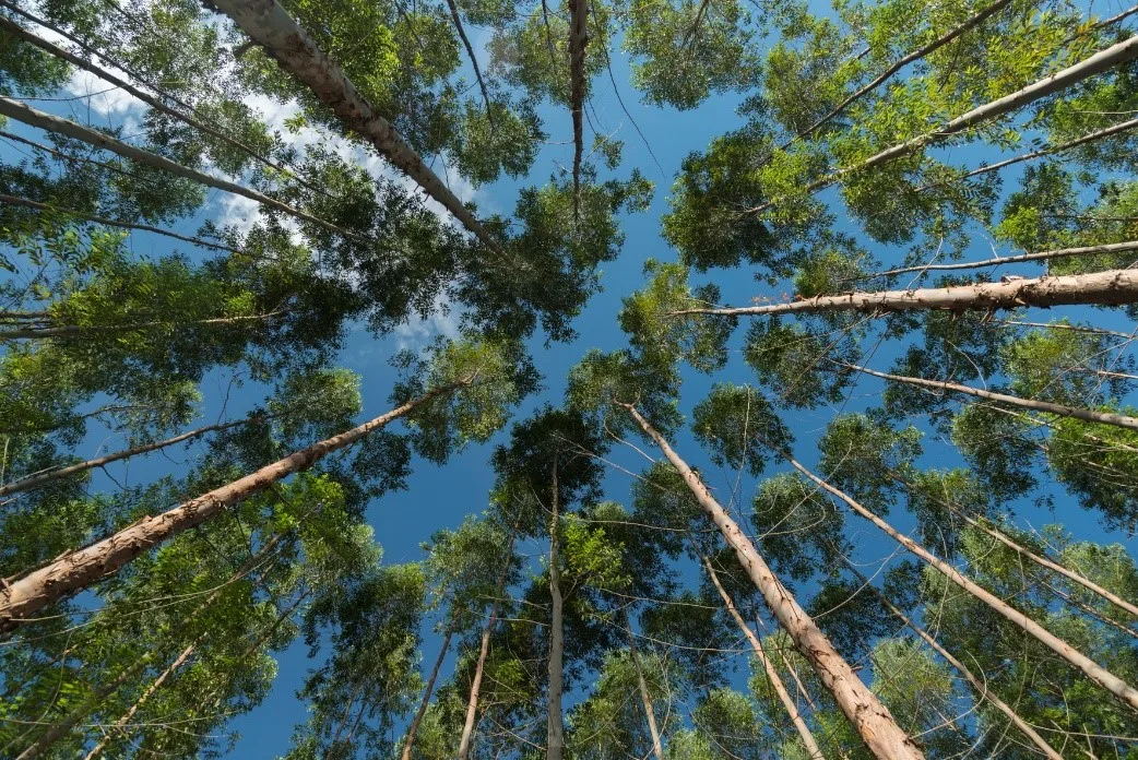 Oportunidades são para área florestal - Foto de Zig Koch