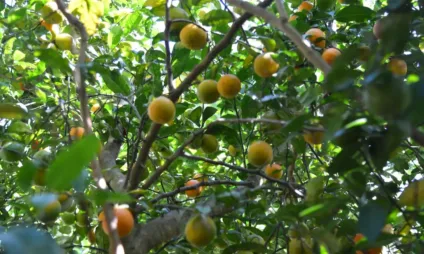 Agroflorestas podem ser solução para solos degradados - Foto: Reprodução/Agência Brasil