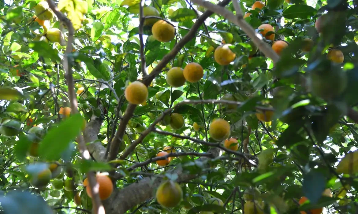 Agroflorestas podem ser solução para solos degradados - Foto: Reprodução/Agência Brasil