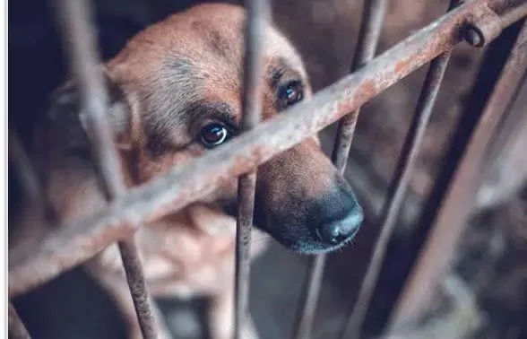 Acervo da exposição de fotos de animais resgatados em todo o Brasil - Foto: Arquivo Pessoal/ Bruno Nóbrega