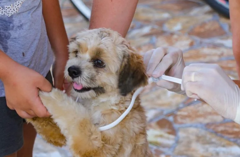 Haverá coleta de sangue para diagnóstico de leishmaniose. - Foto: Divulgação/Assessoria