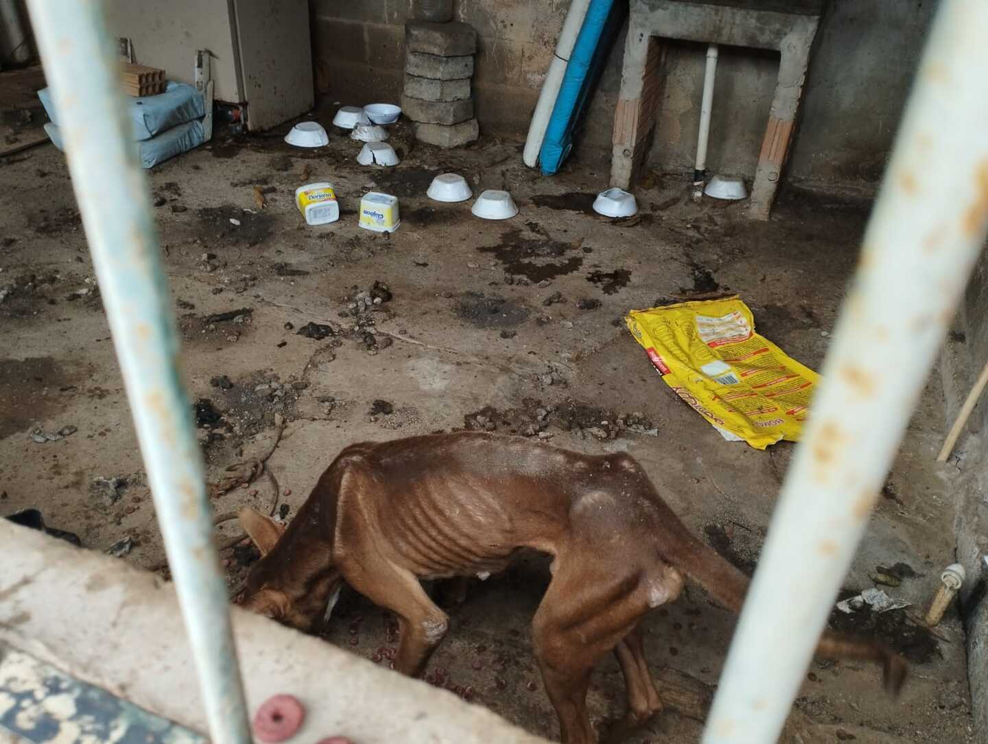 Cachorros serão recebidos por ONGs - Foto: Polícia Civil/Divulgação