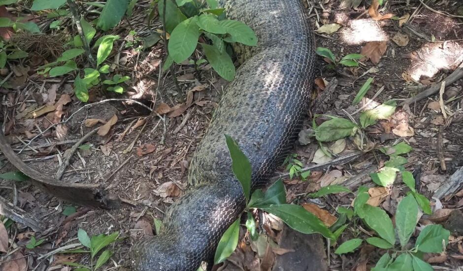 Morte de animal em Bonito causou comoção generalizada no país - Foto: Divulgação/PMA