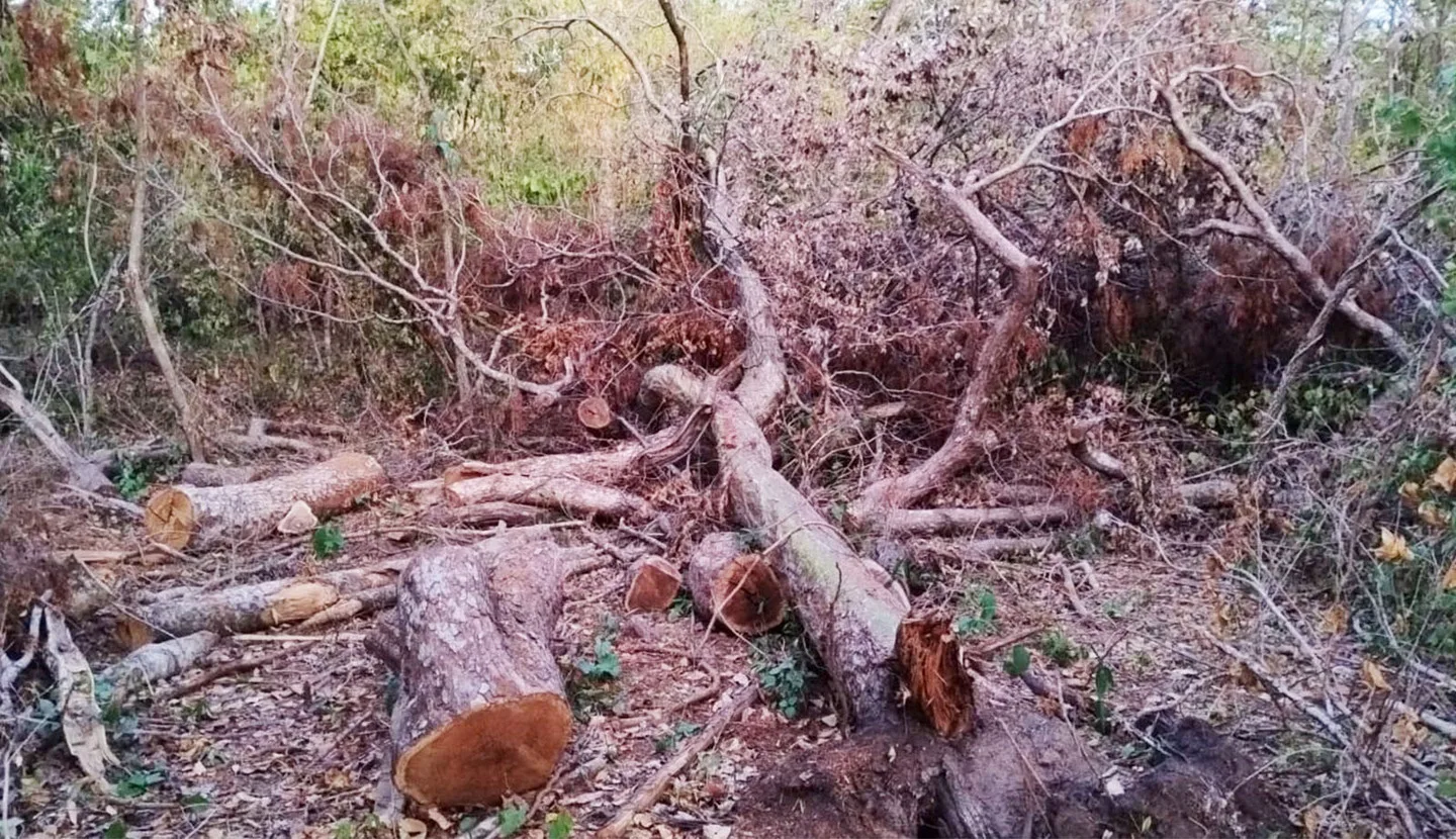 Árvores cortadas em área de Reserva Legal - Foto: Divulgação/PMA-MS