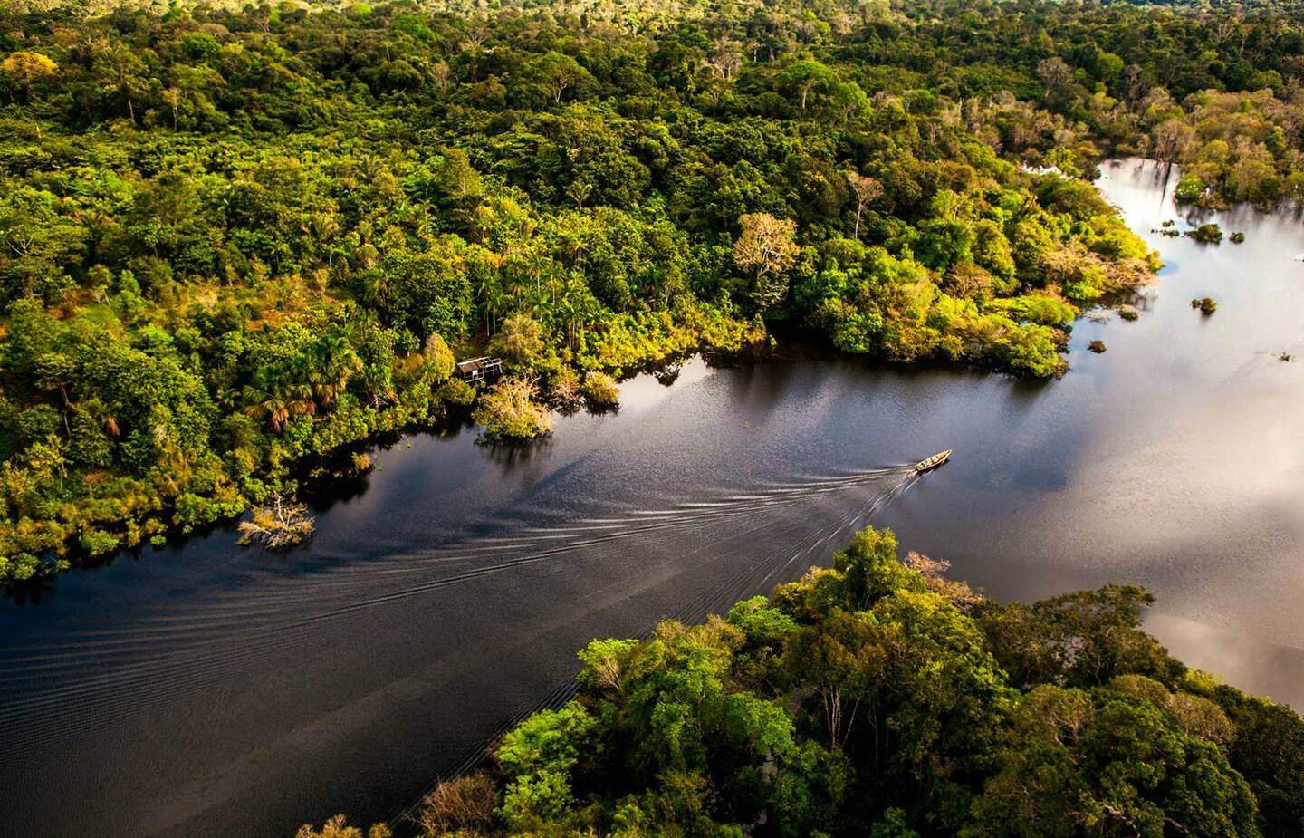 FVA foi criada em Manaus e atua com projetos para a preservação ambiental - Foto: Reprodução/FVA