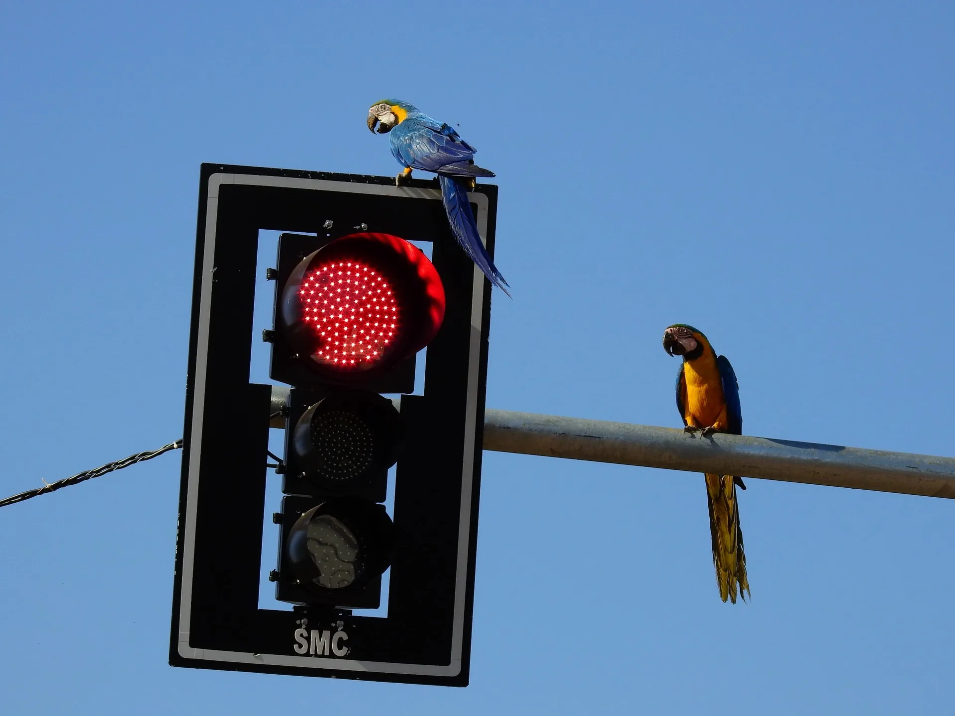 Todos os anos pelo menos 20 aves, a maiorida delas da espécie Arara-canindé, morrem por colidirem ou tocarem em fios de alta tensão da rede de energia - Foto: Larissa Tinoco/ITA