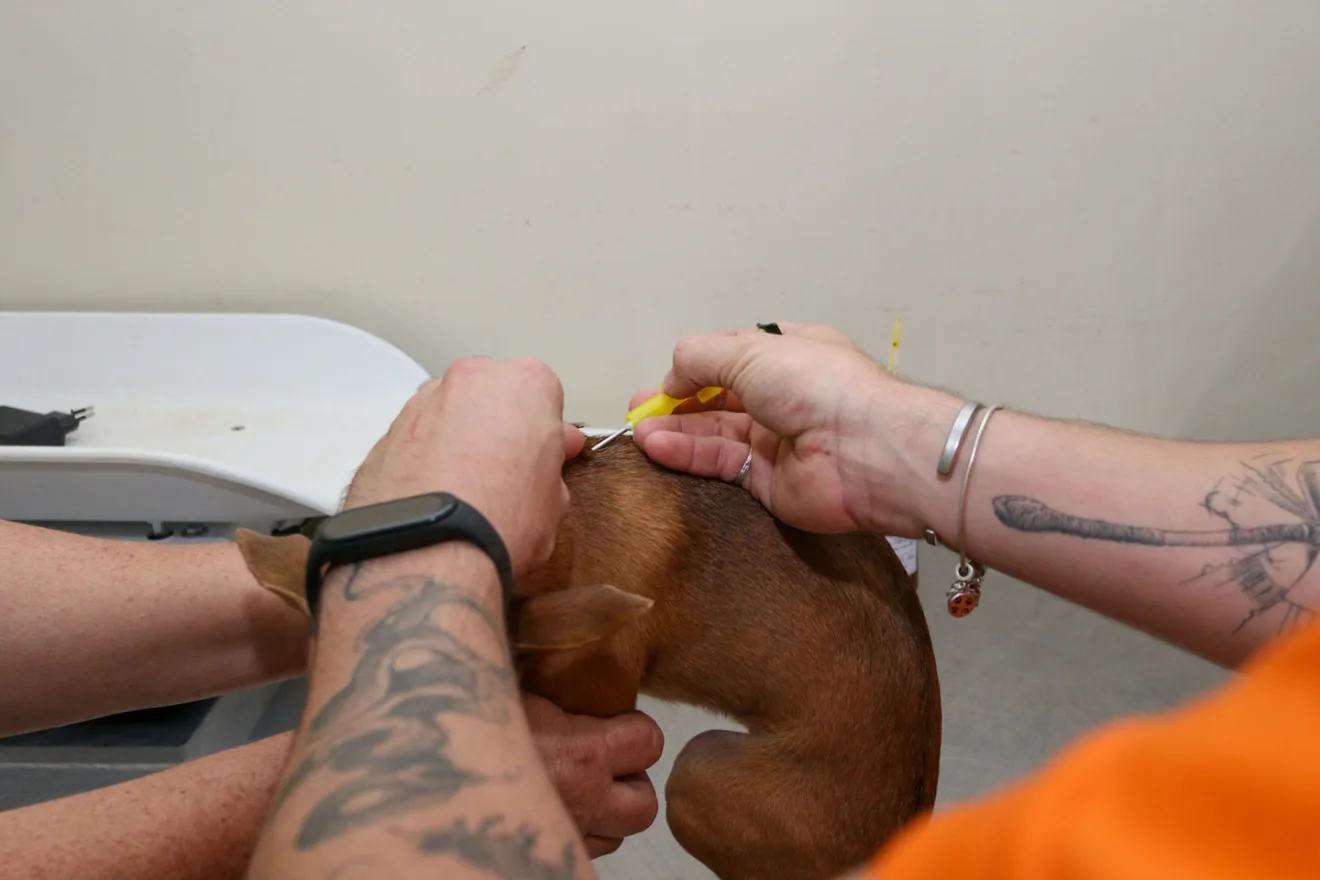 Para acessar as informações contidas no microchip, basta utilizar a câmera de um celular para escanear o QRCode presente em uma placa que deve ser fixada na coleira do animal - Foto:Divulgação/PMCG