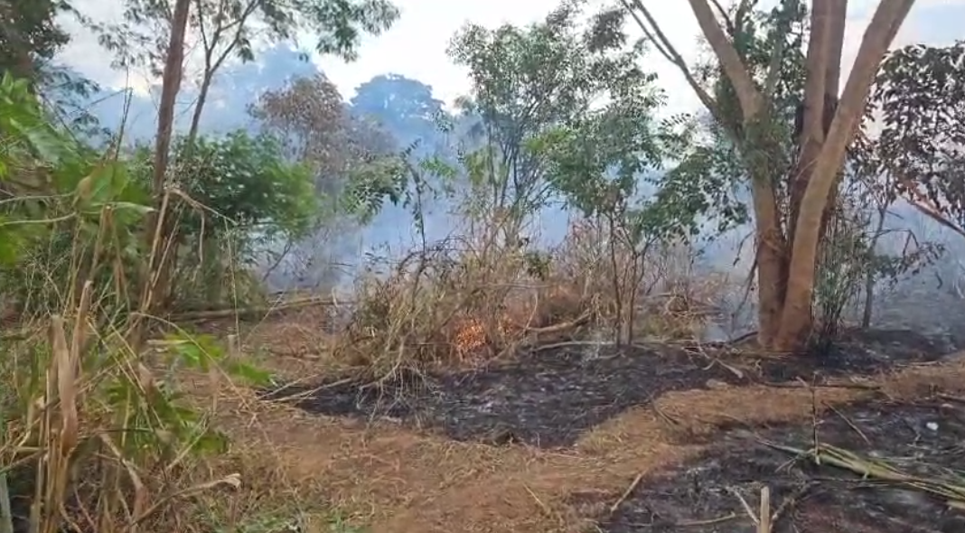 A Polícia Militar Ambiental salvou um animal silvestre que estava no local. - Foto: Reprodução/TVC