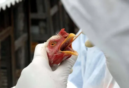 As resoluções e recomendações feitas durante a reunião guiarão as próximas ações da Secretaria no combate à influenza aviária, além de serem importantes para a organização de futuros encontros da Comissão - Foto:Divulgação/MAPA