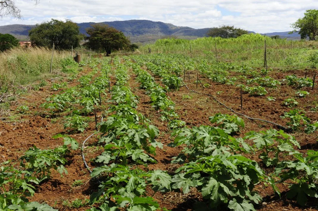 Alternativa sustentável e eficiente para tratamento de efluentes e recuperação de áreas. - Foto: Arquivo Pessoal/ Professor José Barbosa dos Santos - UFMG