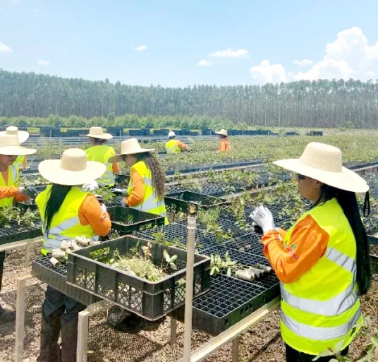 Empresas de celulose são responsáveis por movimentar o mercado de trabalho em Mato Grosso do Sul. - Foto: Divulgação