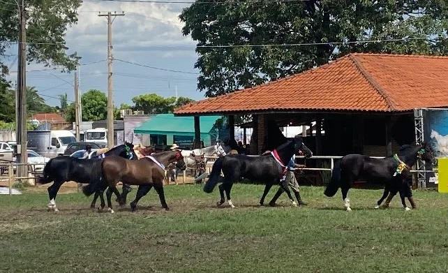 Resistência e versatilidade são duas das características marcantes da raça - Foto: Fabiano Reis