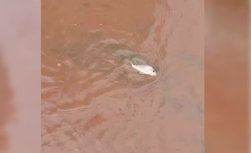 Alguns peixes foram recolhidos e soltados na Segunda Lagoa. - Foto: Reprodução/TVC