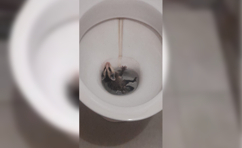 Gambá é encontrado dentro de vaso sanitário em residência. - Foto: Divulgação