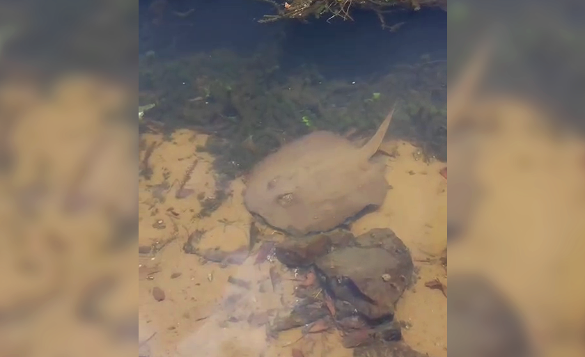 Arraia é flagrada no rio Paraná, no bairro Jupiá, em Três Lagoas. - Foto: Reprodução/TVC