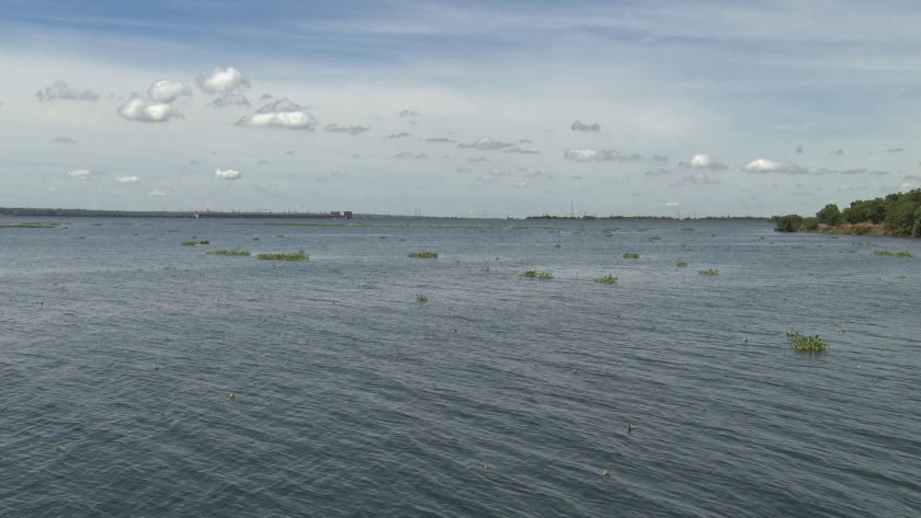 O peixe Dourado pode ser encontrado nas bacias dos rios Paraguai e Paraná. - Foto: Reprodução/TVC