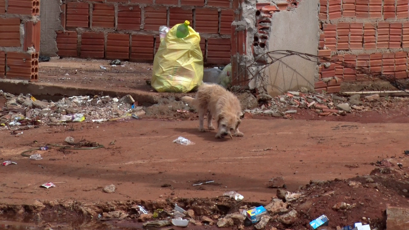 Cães reviram lixo não recolhido e geram transtornos para os residentes. - Foto: Reprodução/TVC