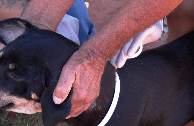 Coleiras são trocadas a cada seis meses. - Foto: Reprodução/TVC