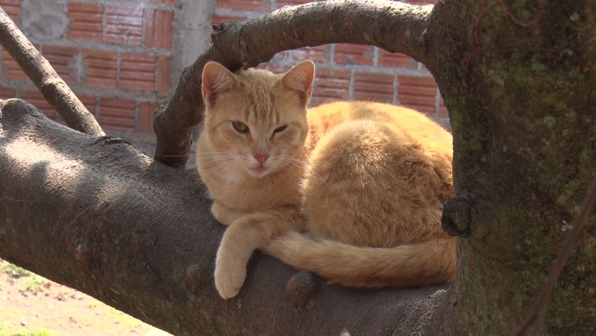 Grupos de protetores de animais criticam o projeto, apontando que há outras prioridades mais urgentes. - Foto: Reprodução/TVC