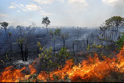 Foco de devastação ambientação no Cerrado preocupa os especialistas. - Foto: Divulgação/Agência Fapesp