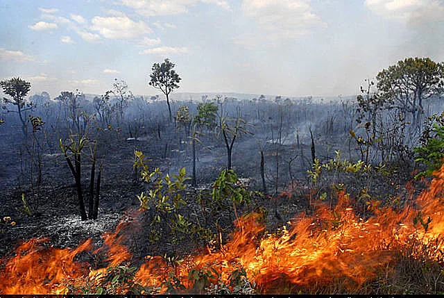 Foco de devastação ambientação no Cerrado preocupa os especialistas. - Foto: Divulgação/Agência Fapesp