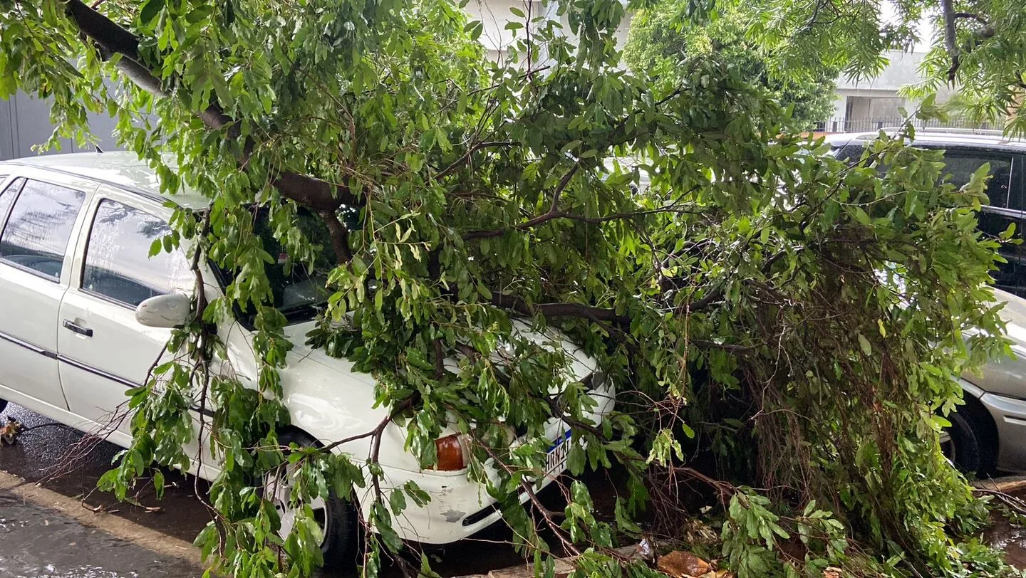 Duas árvores caíram sobre dois veículos, uma foi na rua Monir Thomé, no centro da cidade, - Foto: Israel Espíndola/JPNews