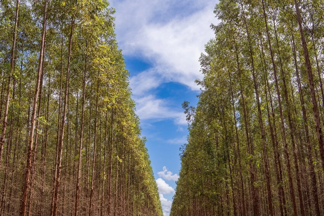 Em Três Lagoas, as entrevistas para as vagas na Eldorado Brasil vão acontecer no período de 5 a 10 de julho. - Foto: Divulgação